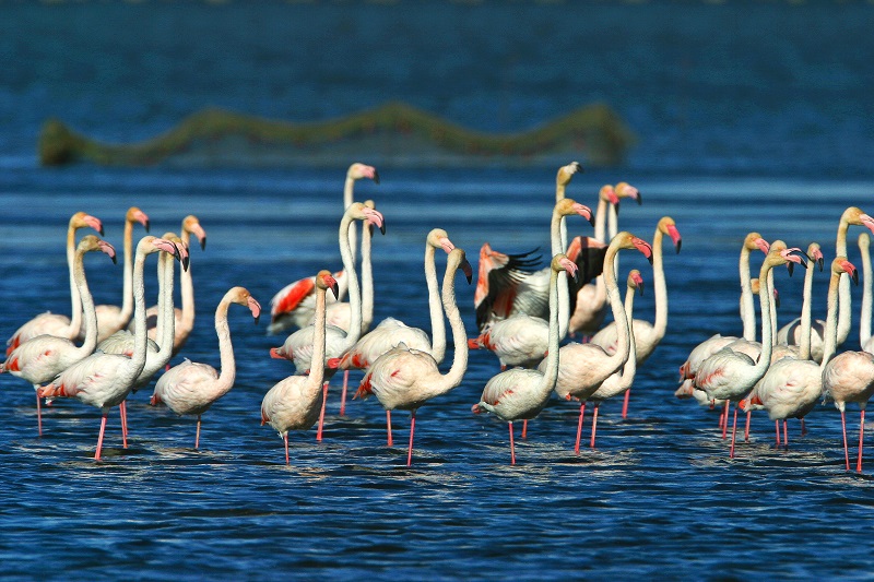 flamencs PN Delta Ebre © Patronat de Turisme de la Diputació de Tarragona - Terres de l'Ebre